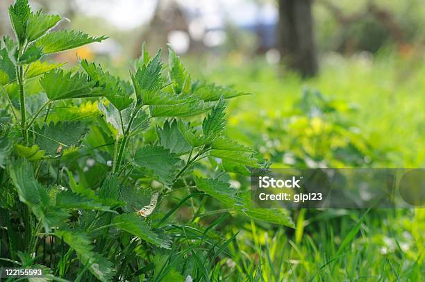 Nettle - zdjęcia stockowe i więcej obrazów Bez ludzi - Bez ludzi, Botanika, Dzień