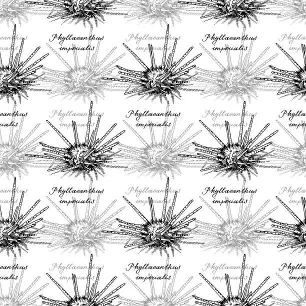 Vector illustration of Sputnik urchin. Seamless pattern of Phyllacanthus imperialis and calligraphy. Hand-drawn collection of greeting cards. Vector illustration.
