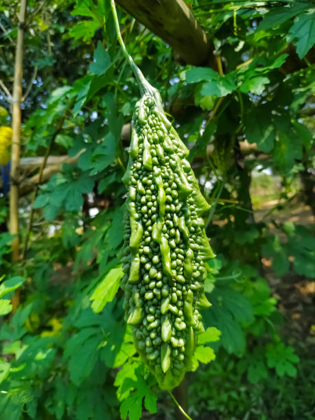 istock Green bitter gourd on the tree. Healthy vegetables natural 1221557357