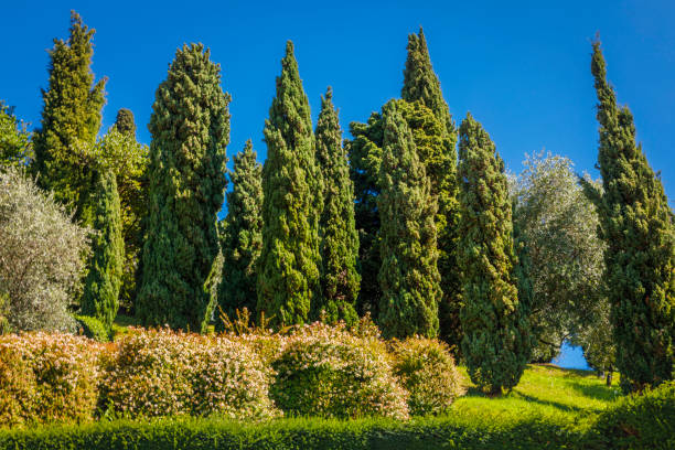 istock Cypresses in idyllic Lake Como, relax landscape – Bellagio, Italy 1221558084