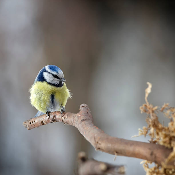 istock Blue tit near her nest 1221558711