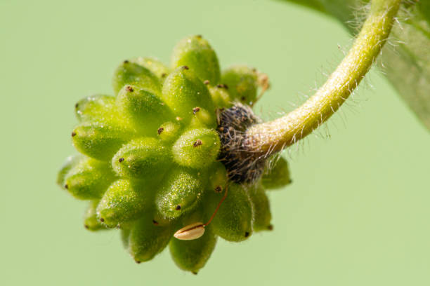 istock seed head of a balkan anemone (anemone blanda) isolated on light green background with copy space 1221559524