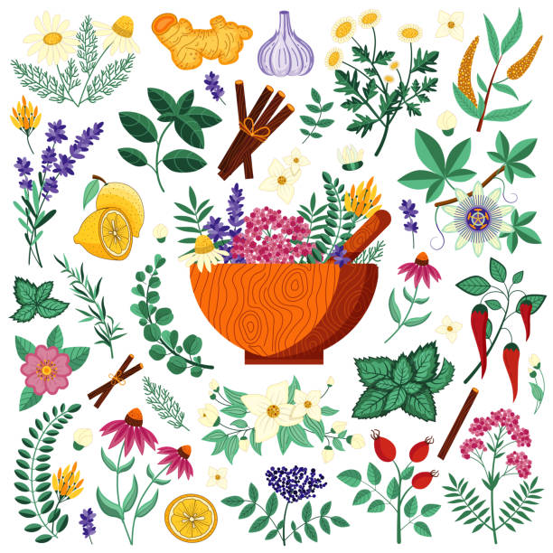 ilustraciones, imágenes clip art, dibujos animados e iconos de stock de hierbas médicas y plantas de tacón homeopático - ayurveda herb alternative medicine herbal medicine