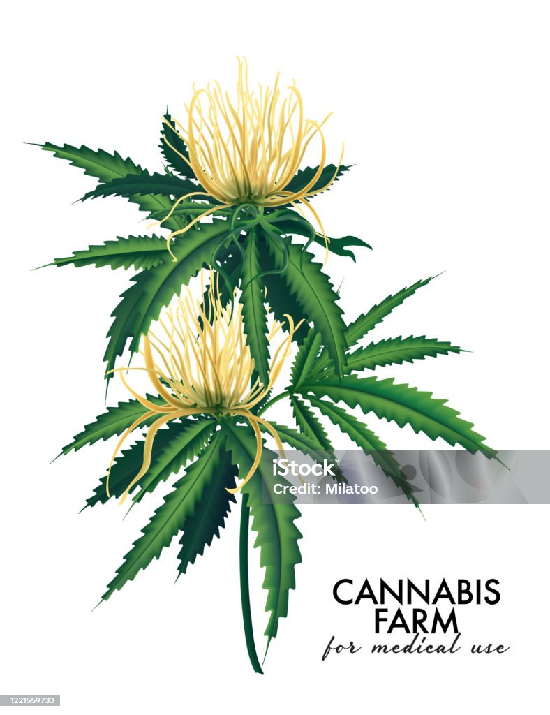 Фото цветка конопли сначала марихуана