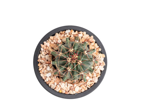 istock Close up Ferocactus in black pot isolate on white background. 1221559818