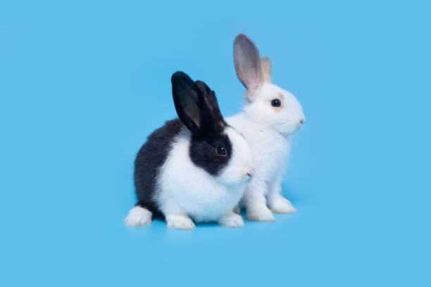 istock Two cute easter bunny babies in white and black on a blue background. 1221562176