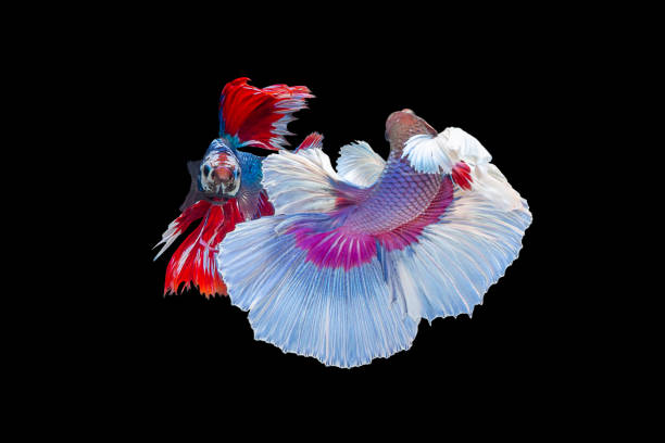 istock Beautiful movement of two betta fish splendens Halfmoon Siamese fighting fish or Macropodidae or Osphronemidae on black background. 1221562178