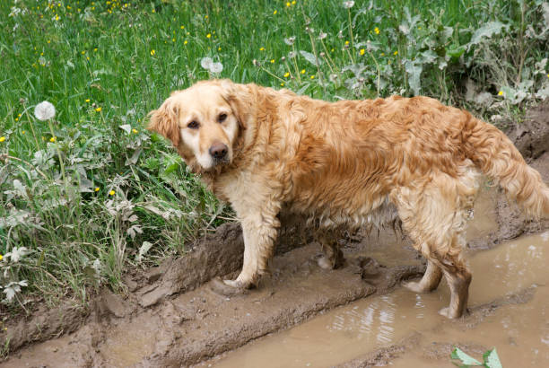 istock Sad lonely dog on mud road in rain 1221562337
