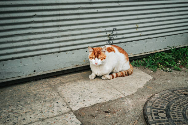 istock A stray cat on the street. 1221562493