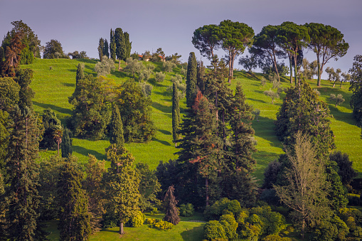 Cypresses in idyllic Lake Como, relax landscape – Bellagio, Italy