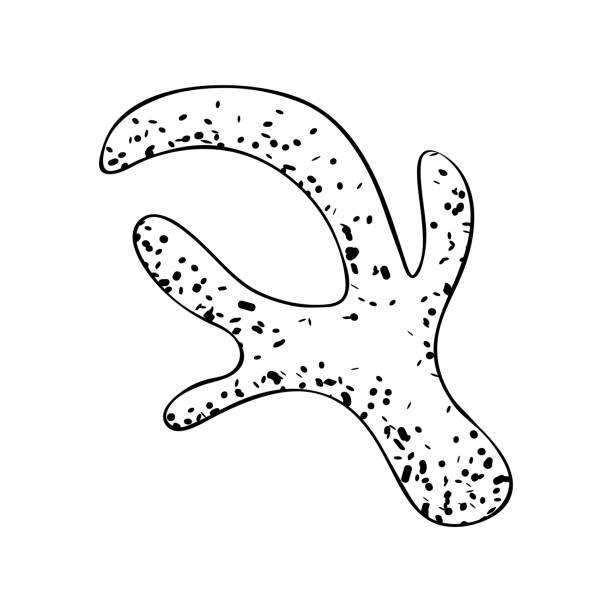 ilustrações, clipart, desenhos animados e ícones de ramo coral em um estilo simples, ilustração vetorial em fundo branco. - white background water studio shot textured