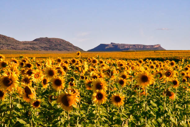 A sunflower field on the way from Lesotho to Bloomfontein in South Africa. Sunflower field as far as the eye can see. You can see Table Mountain over the horizon. national road stock pictures, royalty-free photos & images