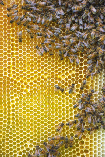 istock Close up of bees on honeycomb in beehive, selective focus 1221562762