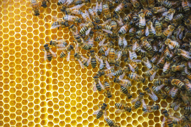 istock Close up of bees on honeycomb in beehive, selective focus 1221563875
