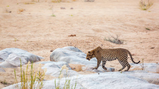istock Leopard in Kruger National park, South Africa 1221563890