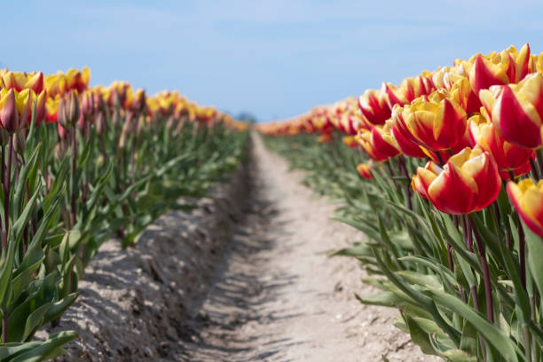 istock Red and longer pink tulips in one field, with wide angle lense from below, very nice blue cloudy sky in the Netherlands. windmills in the background. Selective focus 1221565631