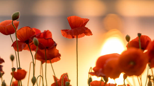 восход макового поля - flower red poppy sky стоковые фото и изображения