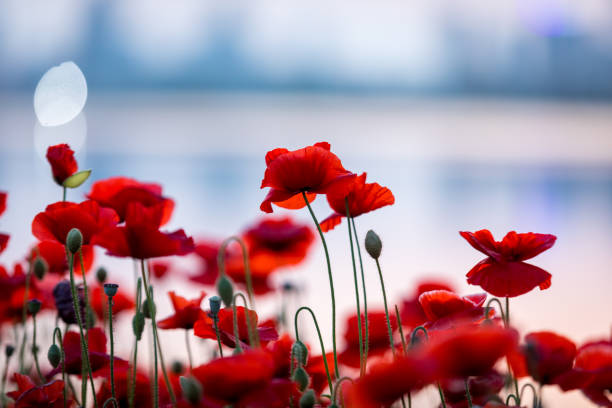 istock Sunrise poppy field 1221565767