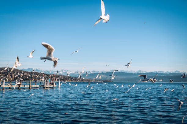 Seabirds at the shore of Lake Zurich with the Glarus Alps in the background