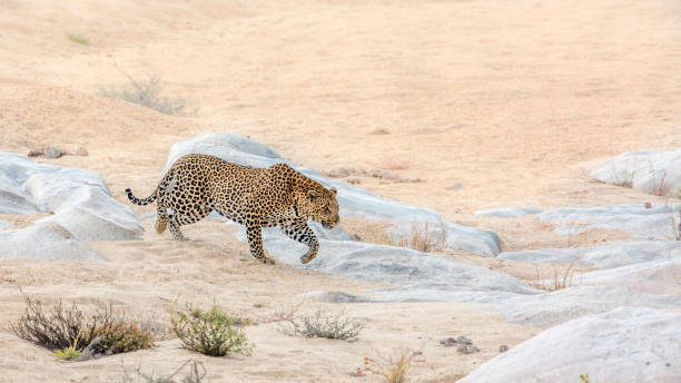 istock Leopard in Kruger National park, South Africa 1221566889