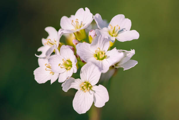 istock A Group of Wildflowers 1221567418