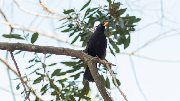 istock portrait of a blackbird looking into the camera 1221568071
