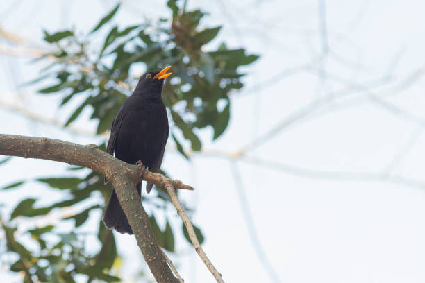 istock portrait of a blackbird looking into the camera 1221568211
