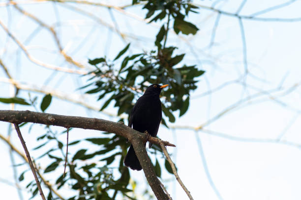 istock portrait of a blackbird looking into the camera 1221568233