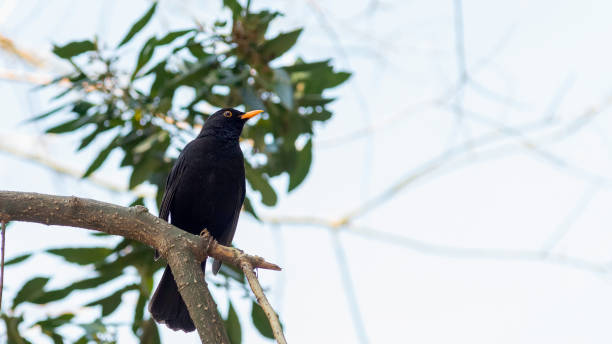 istock portrait of a blackbird looking into the camera 1221568234