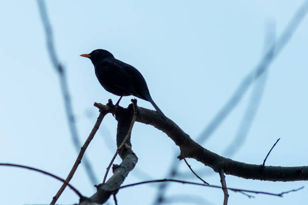 istock portrait of a blackbird looking into the camera 1221568369