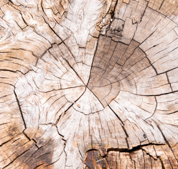 テクスチャ - wood tree textured wood grain ストックフォトと画像