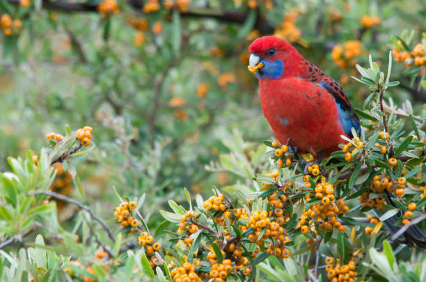 istock Wild Crimson Rosella eating berries from a tree in a backyard 1221568409