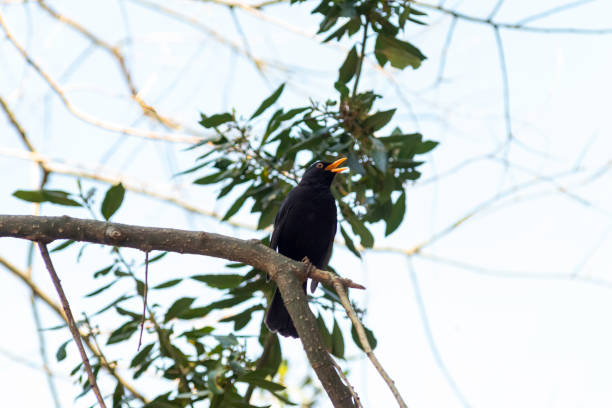 istock portrait of a blackbird looking into the camera 1221568589
