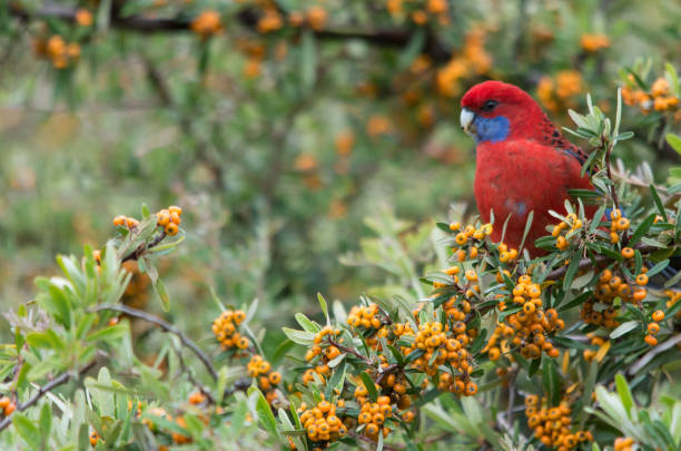 istock Wild Crimson Rosella eating berries from a tree in a backyard 1221568718