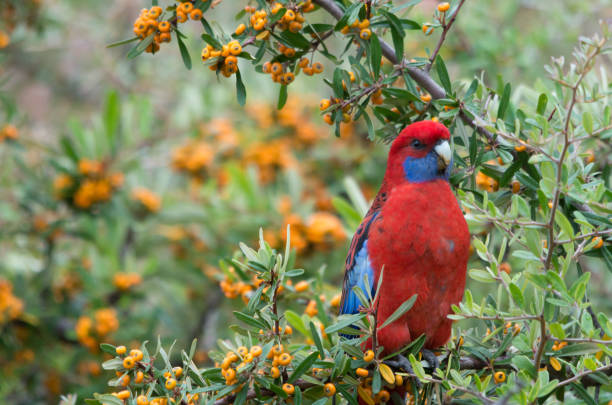 istock Wild Crimson Rosella eating berries from a tree in a backyard 1221568812