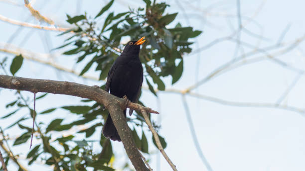 istock portrait of a blackbird looking into the camera 1221569039