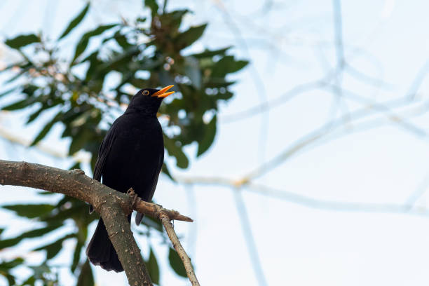 istock portrait of a blackbird looking into the camera 1221569041