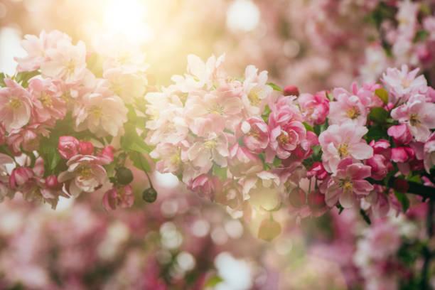 istock Blossoming pink flowers 1221570533