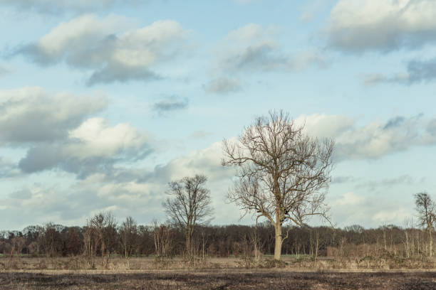 istock Bare trees in sunlight in countryside under blue cloudy sky. 1221570709