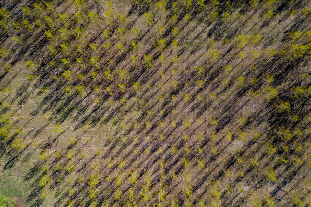 istock An Aerial Road Trip - forest with  road 1221570758