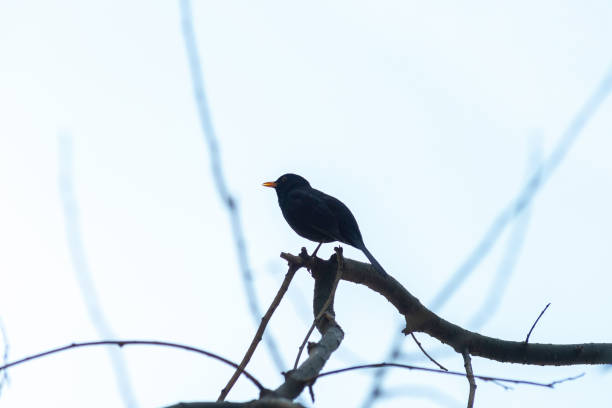 istock portrait of a blackbird looking into the camera 1221571925