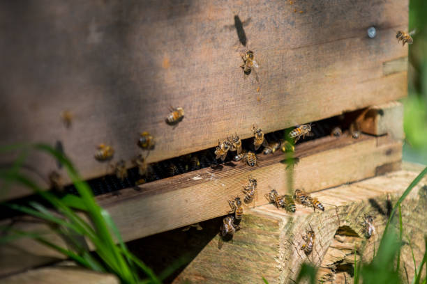 istock honey bees at entrance to hive 1221572140