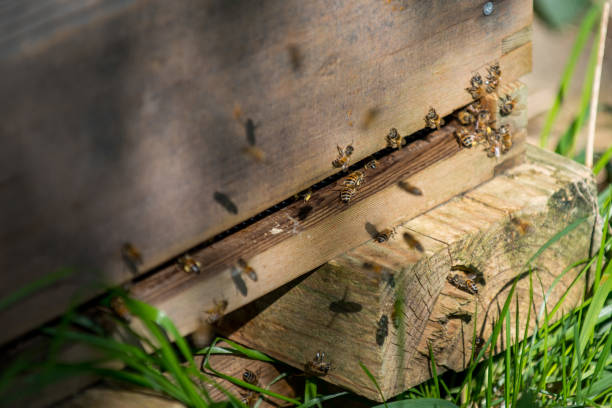 istock Bees at the hive entrance 1221572192