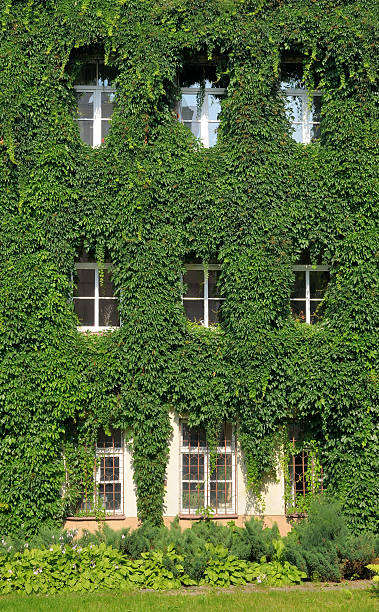 istock House wall twined wild grapes 122157224
