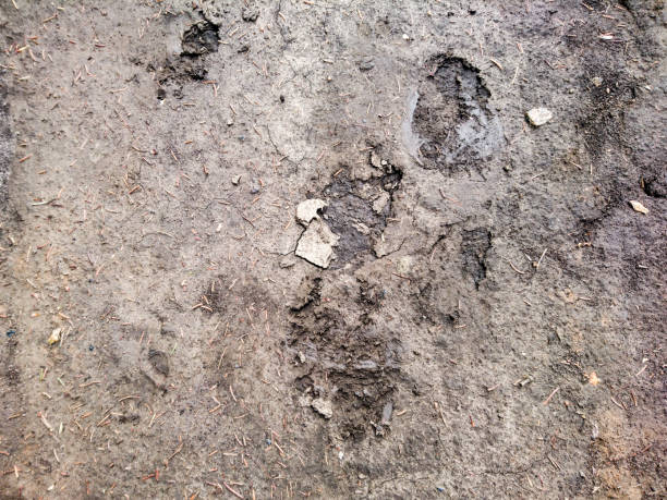 istock Earth wet dirt human footsteps footprint nature 1221572337