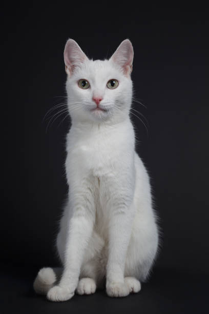 istock White cat with yellow eyes on a black background 1221574033