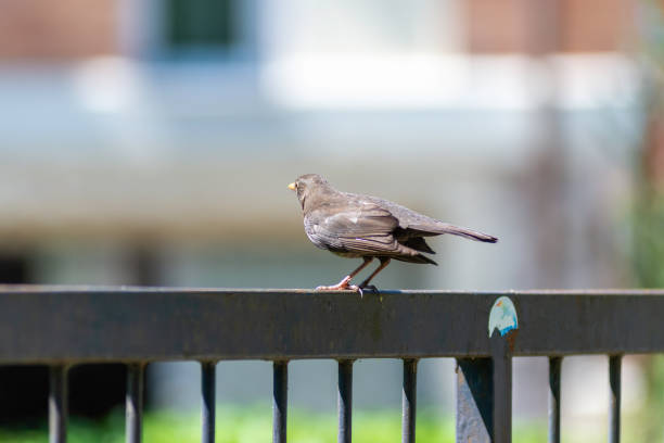 istock portrait of a blackbird looking into the camera 1221574333