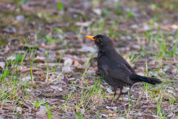 istock portrait of a blackbird looking into the camera 1221574495