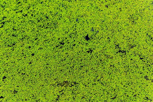 salvinia minima, aquatic plant in a pond on a golf course