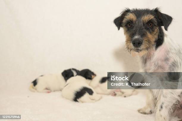 새끼 35 주 순종 신생아 아주 작은 잭 러셀 테리어 강아지 와 그녀의 암캐 어머니 개는 그 옆에 앉아 카메라를 들여다 봅니다 ...